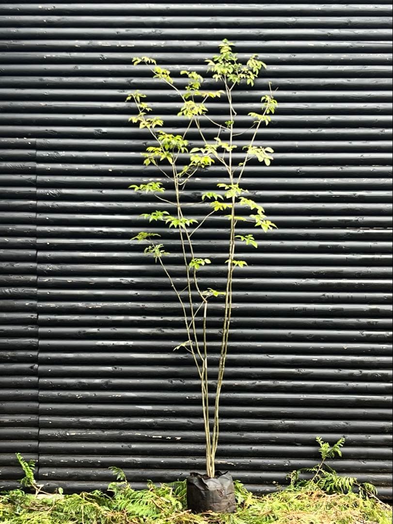 山採り天然　アオダモ　５本株立ち　45