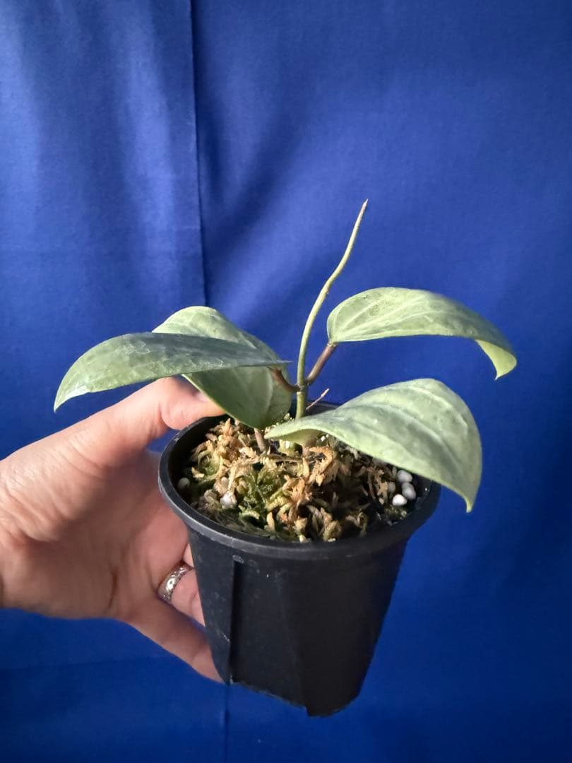1124＊Hoya ＊ ホヤ＊latifolia＊silver ＊ラティフォリア