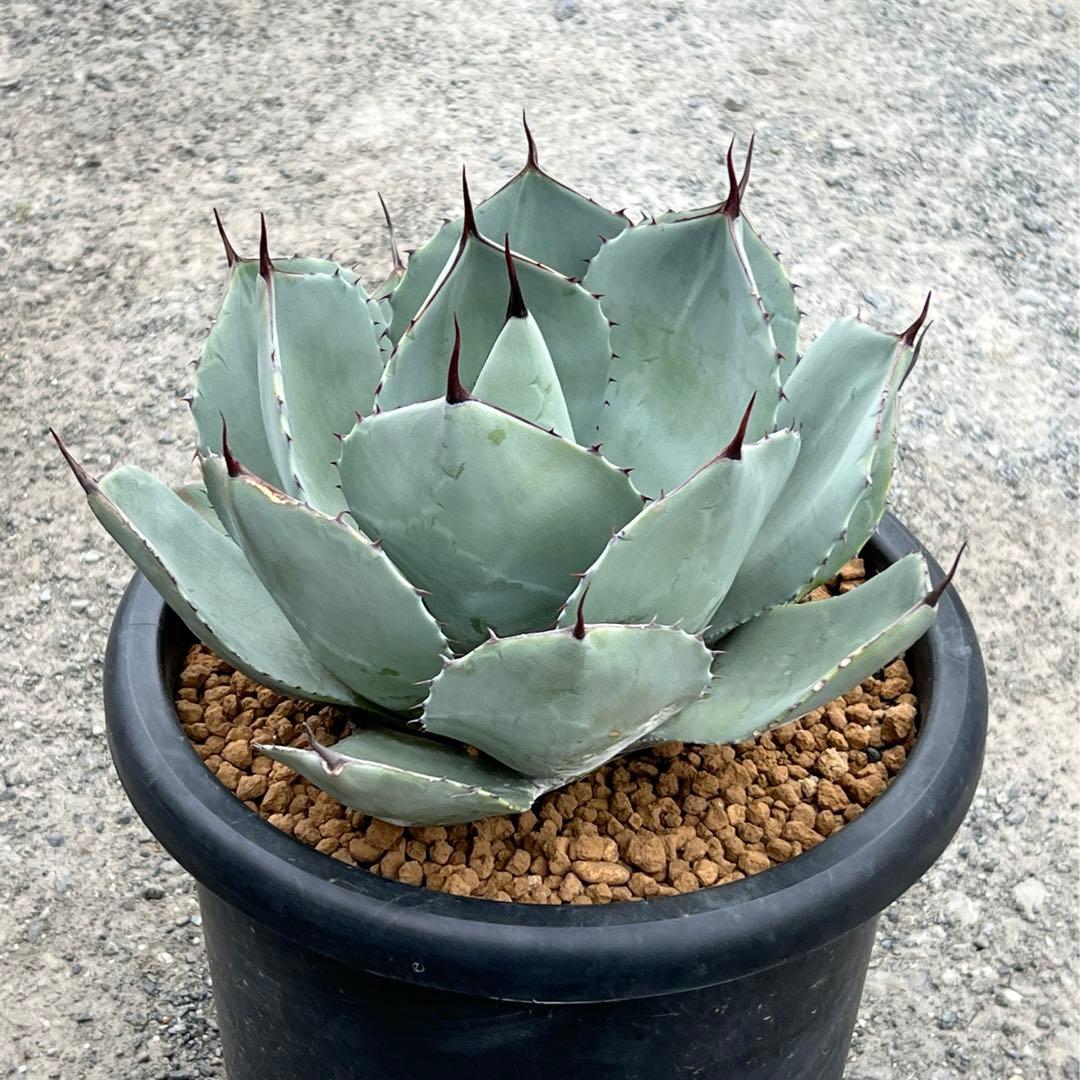 アガベ　パリー トランカータ　大株　白葉、幅広、肉厚