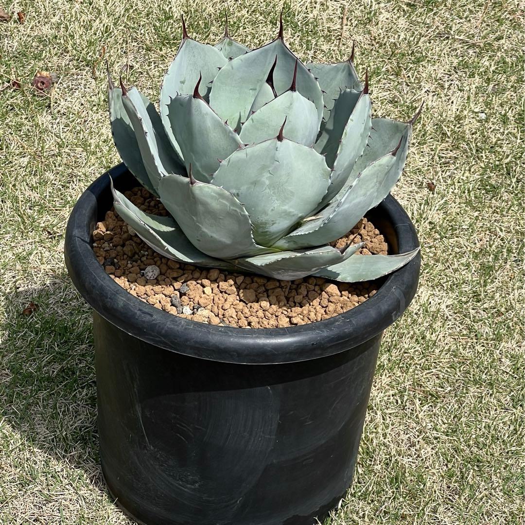 アガベ　パリー トランカータ　大株　白葉、幅広、肉厚