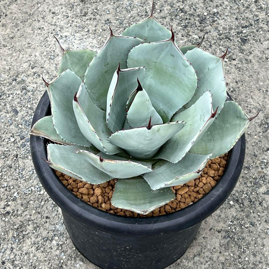 アガベ　パリー トランカータ　大株　白葉、幅広、肉厚