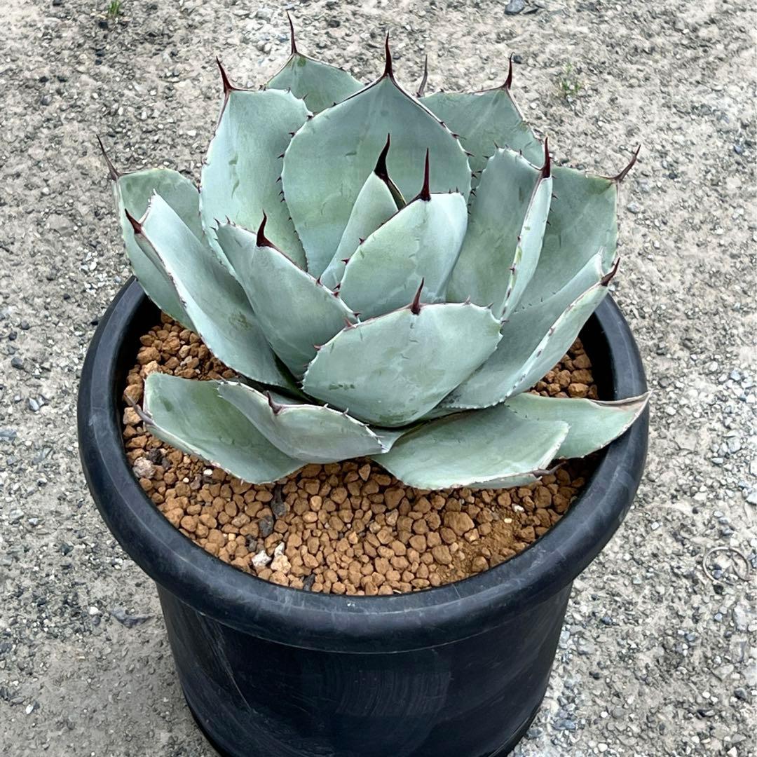 アガベ　パリー トランカータ　大株　白葉、幅広、肉厚