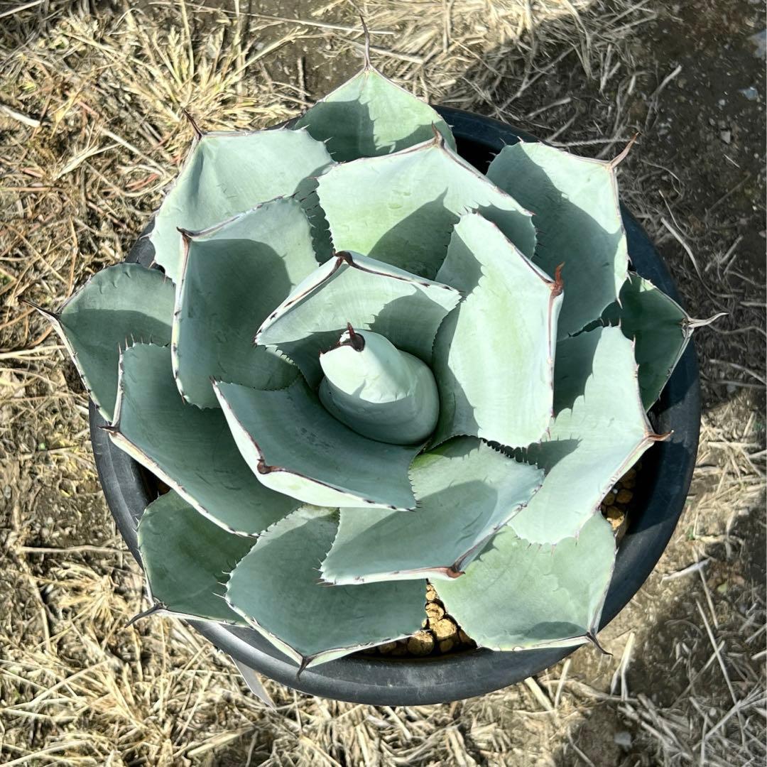 アガベ　パリー トランカータ　大株　白葉、幅広、肉厚