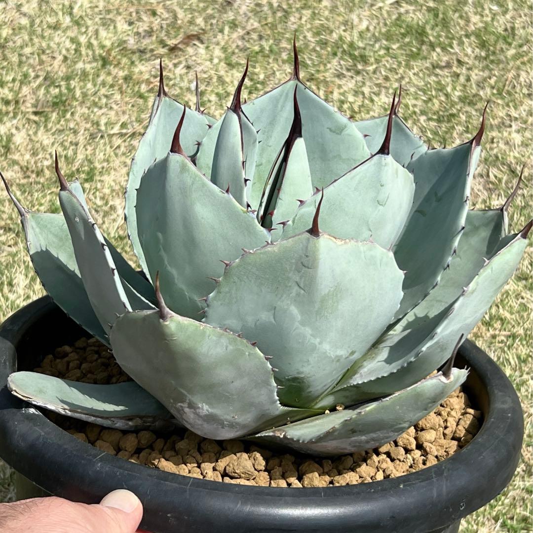 アガベ　パリー トランカータ　大株　白葉、幅広、肉厚