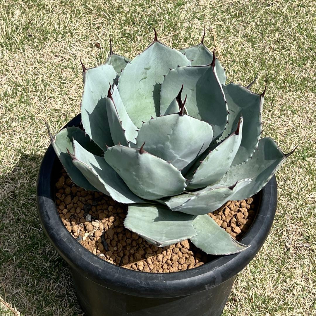 アガベ　パリー トランカータ　大株　白葉、幅広、肉厚