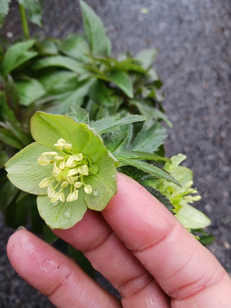 花期終了　クリスマスローズ　原種系　微香あり