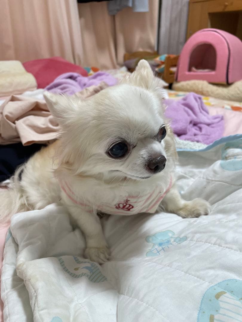 画像確認用　顔2