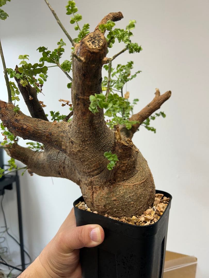 現地球、値段交渉OK！コミフォラサクシコラ　幹太