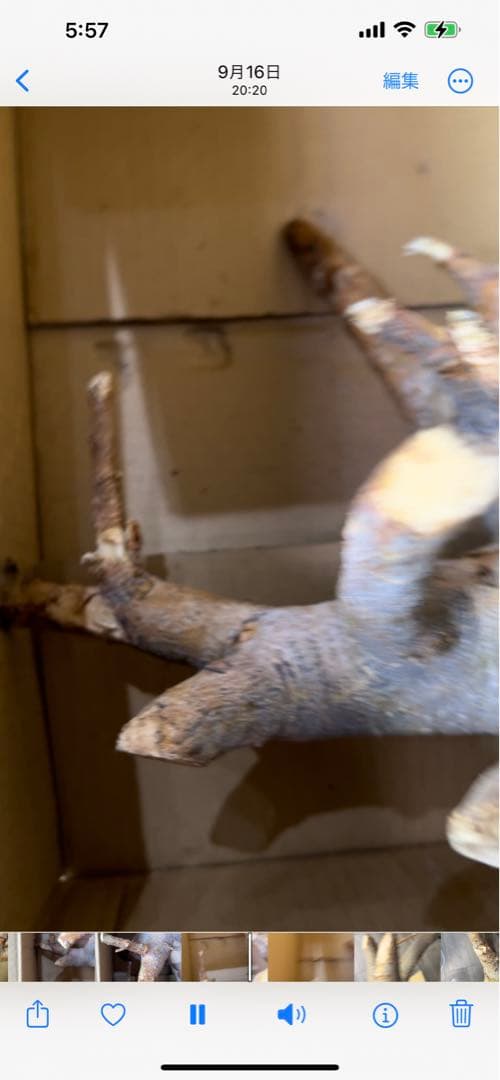 現地球、値段交渉OK！コミフォラサクシコラ　幹太