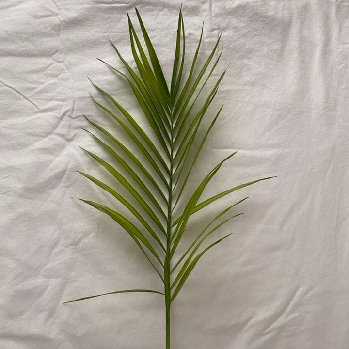 メキシカンケンチャヤシ 株分け