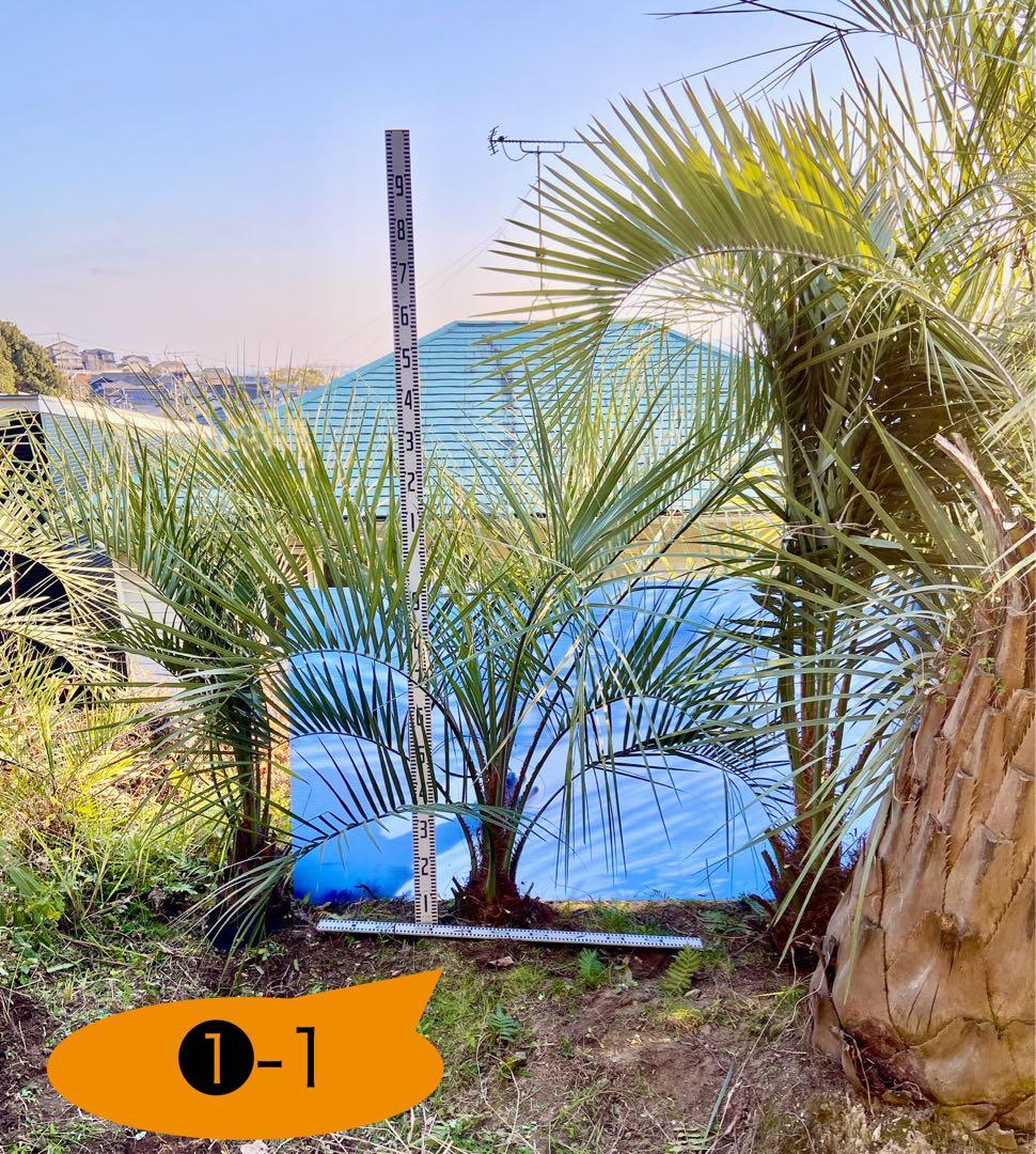 ❶-1 ココスヤシ　超耐寒性