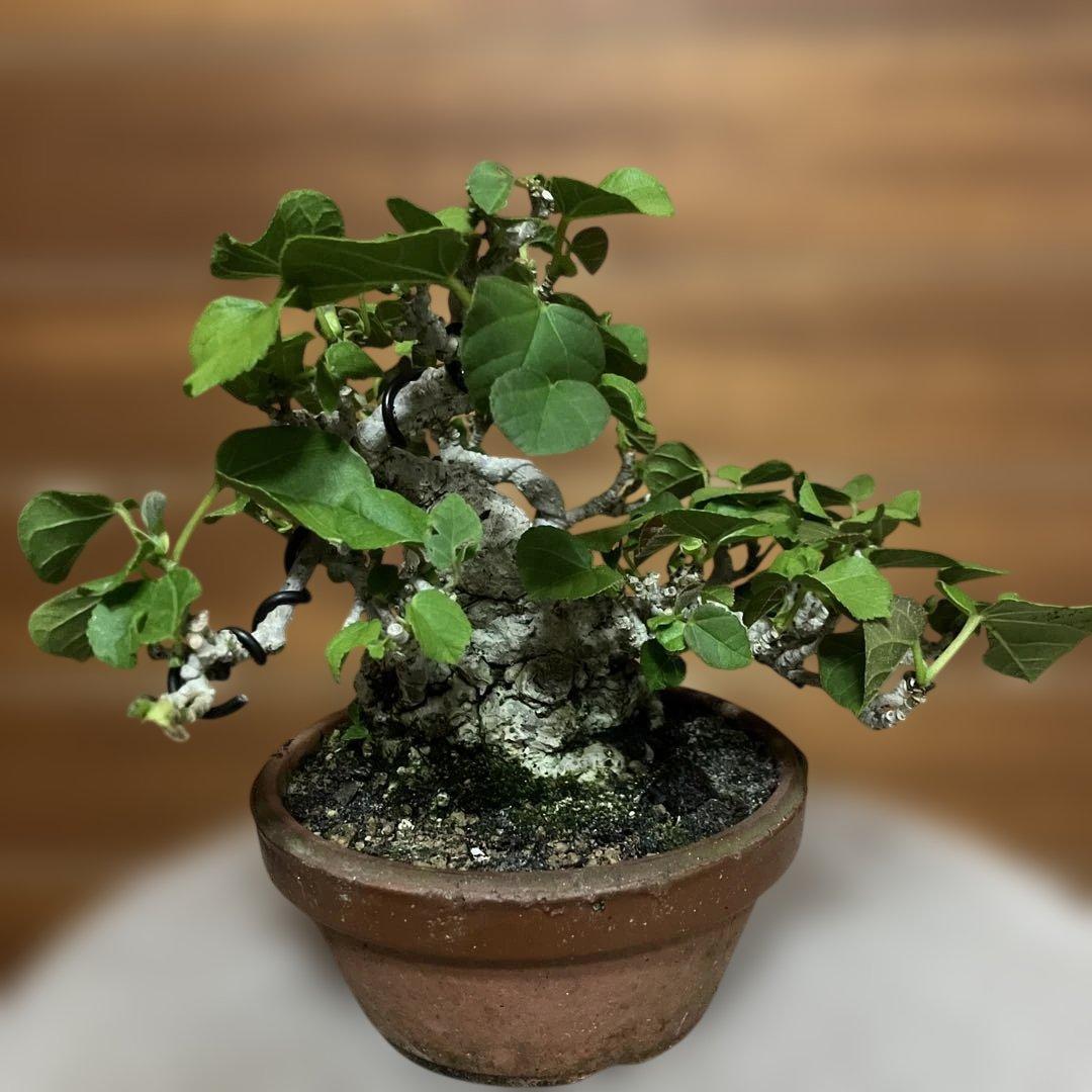 オオハマボウ　琉球盆栽　塊根　ちょいイボ