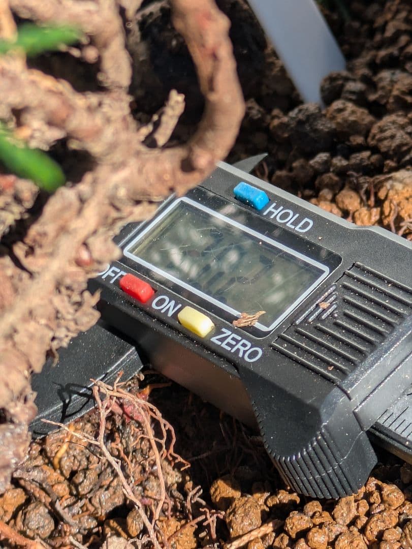 盆栽素材　真柏1　成長中♥