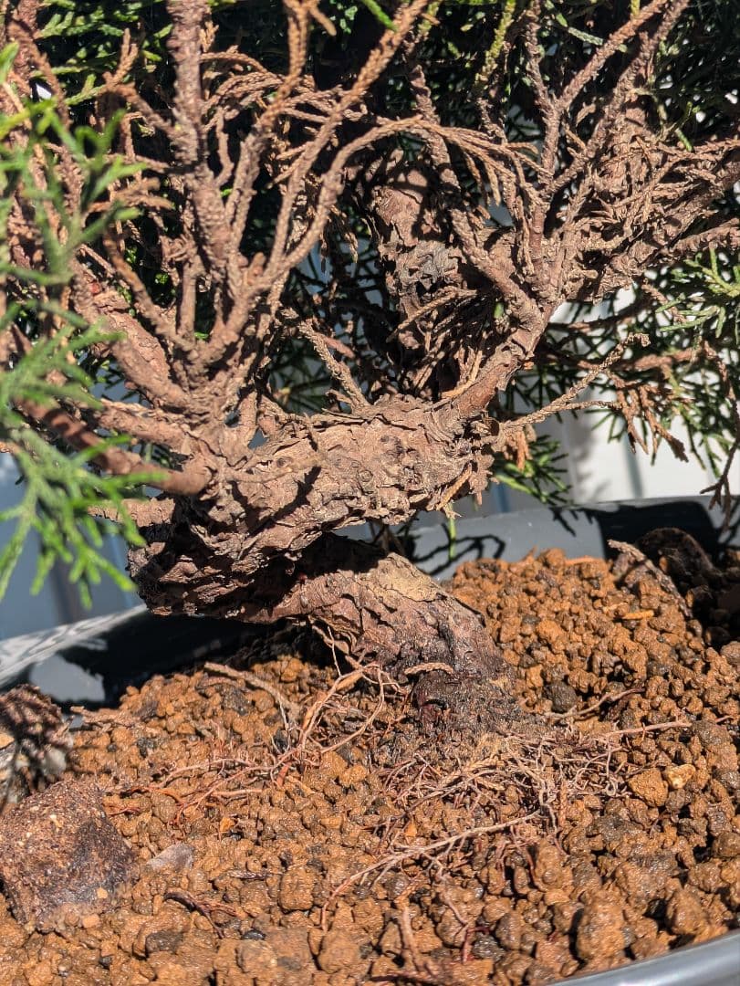 盆栽素材　真柏1　成長中♥