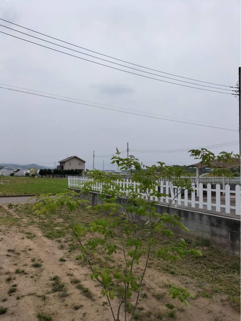 山採り アオダモ 自然樹形