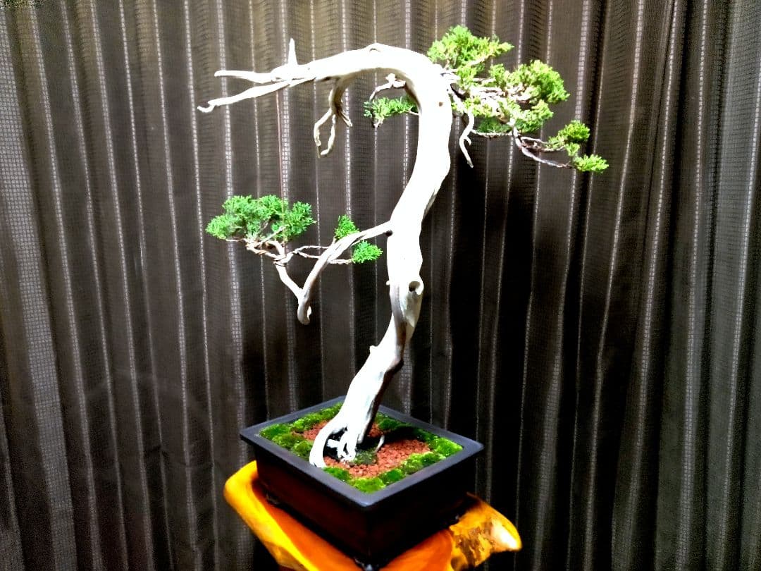 【大品 　 糸魚川真柏盆栽】　　　⭕樹齢 200年超 明星山採取❗