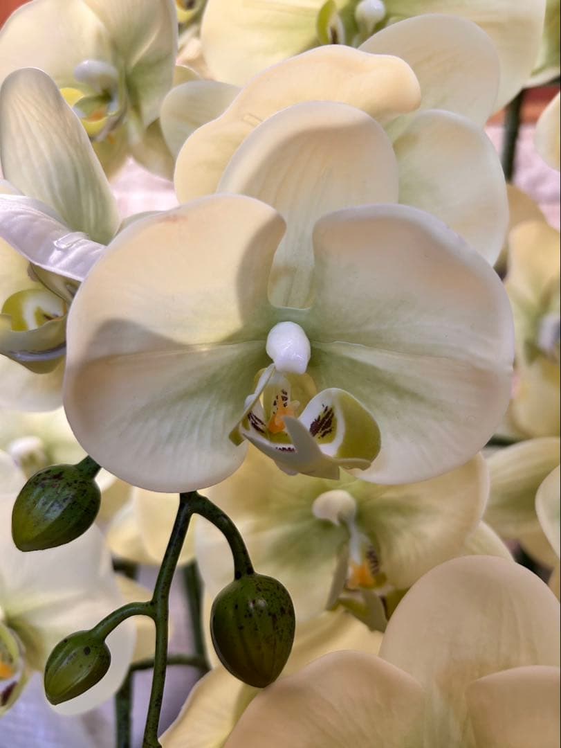 光触媒　人工観葉植物　ウォールグリーン　フェイクグリーン　リアル胡蝶蘭8755