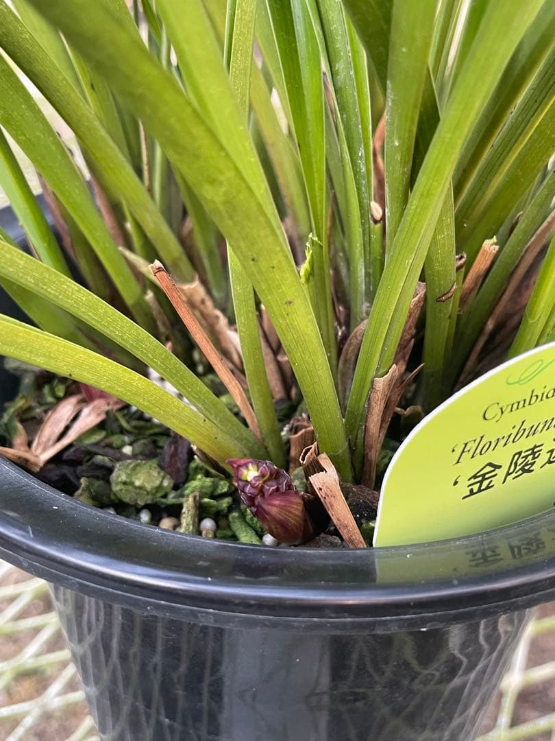 R8年キンリョウヘン花芽10本#1