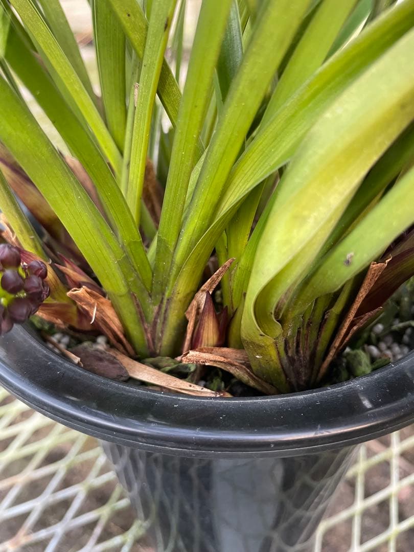 R8年キンリョウヘン花芽10本#1