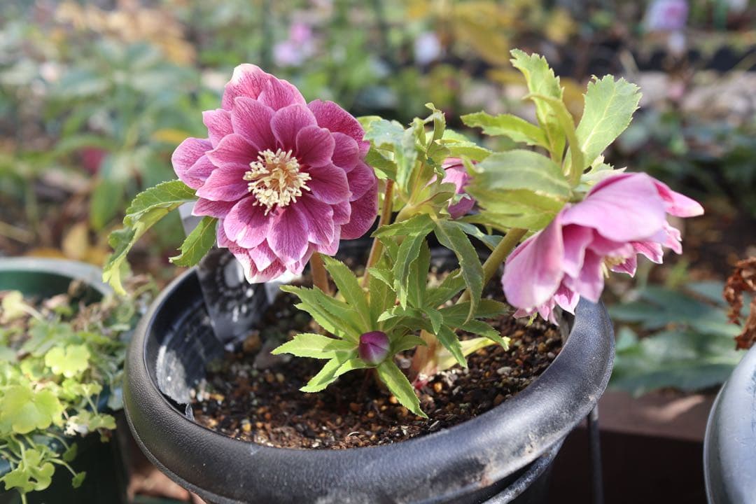 ♡広瀬園芸♡ 充実株シリーズ①DDピンク白抜け　ソレイユ系