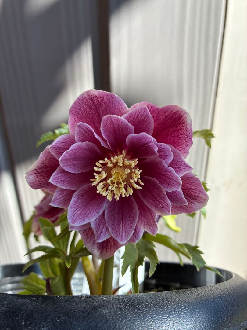 ♡広瀬園芸♡ 充実株シリーズ①DDピンク白抜け　ソレイユ系