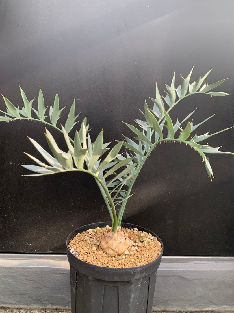 【南ア産・発根済】エンセファラルトス・ホリダス 約6cm｜No3-36