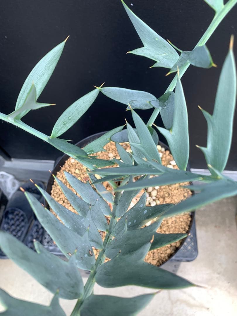 【南ア産・発根済】エンセファラルトス・ホリダス 約6cm｜No3-36