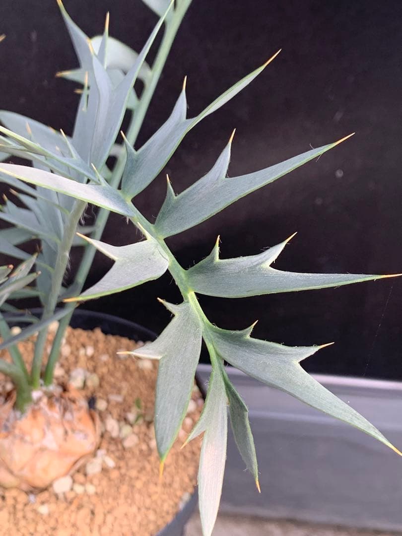 【南ア産・発根済】エンセファラルトス・ホリダス 約6cm｜No3-36