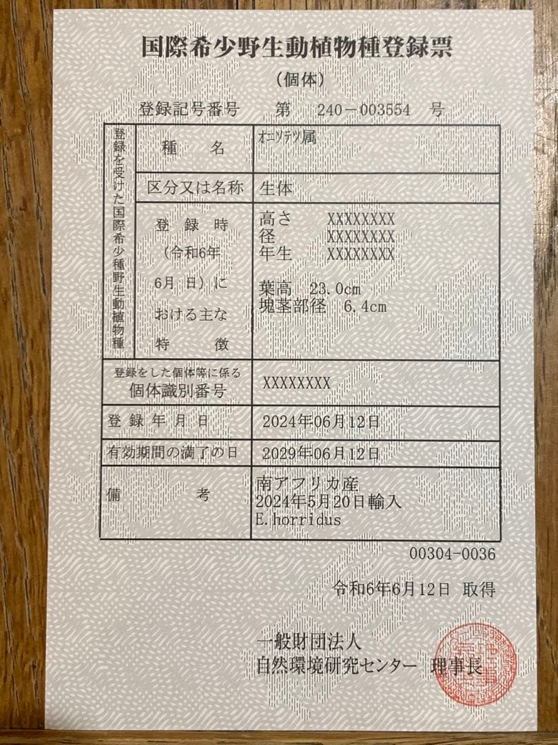 【南ア産・発根済】エンセファラルトス・ホリダス 約6cm｜No3-36