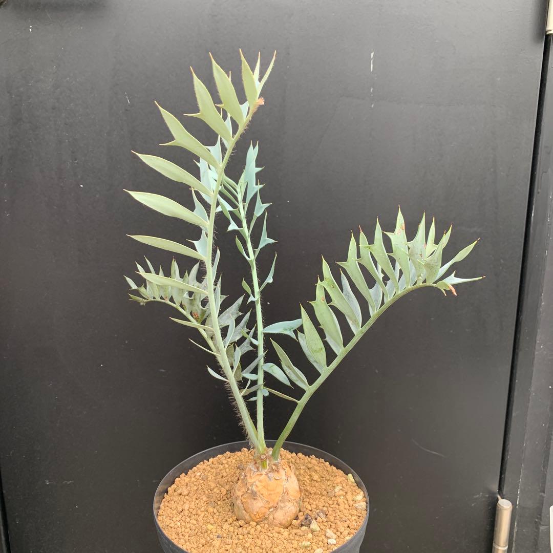 【南ア産・発根済】エンセファラルトス・ホリダス｜青白葉＆新葉ありNo3-38