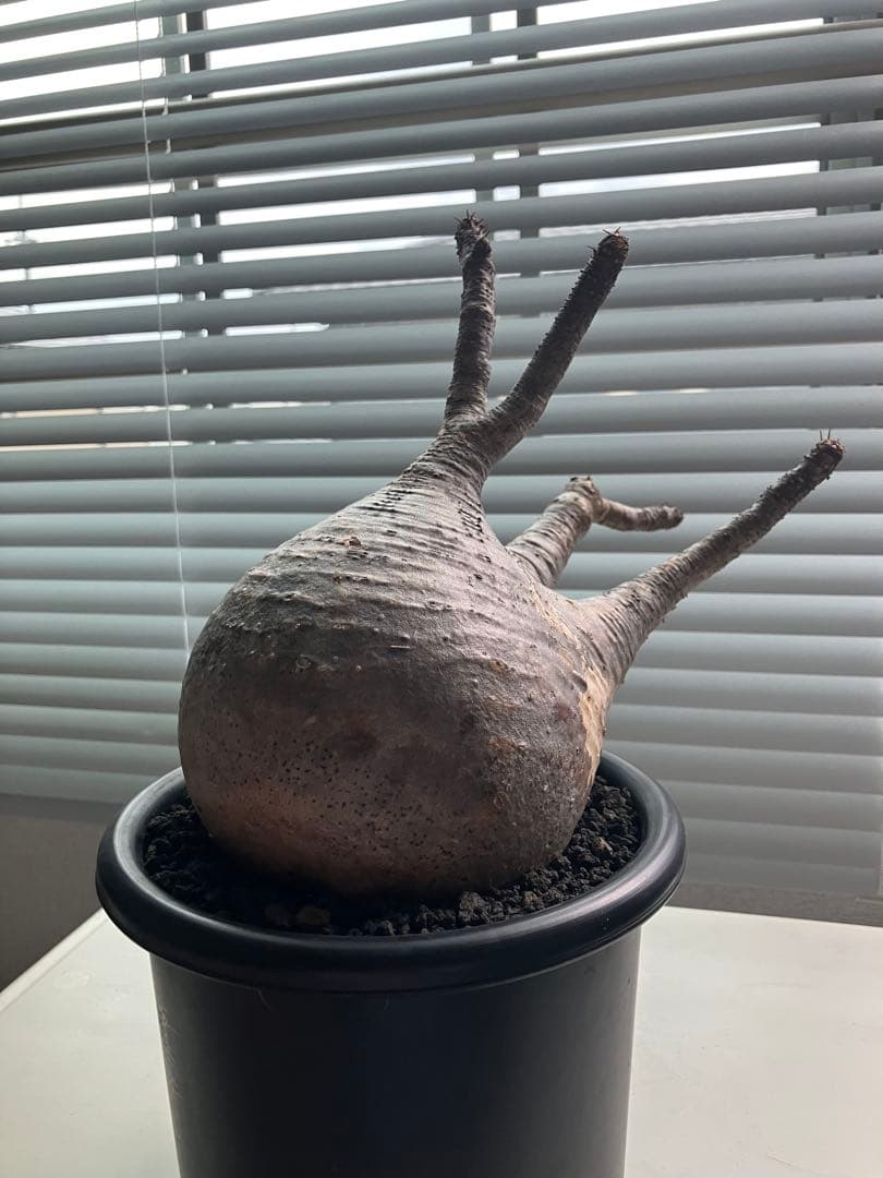 【発根済み•むっちり良型株】パキポディウム・グラキリス 塊根植物 現地球