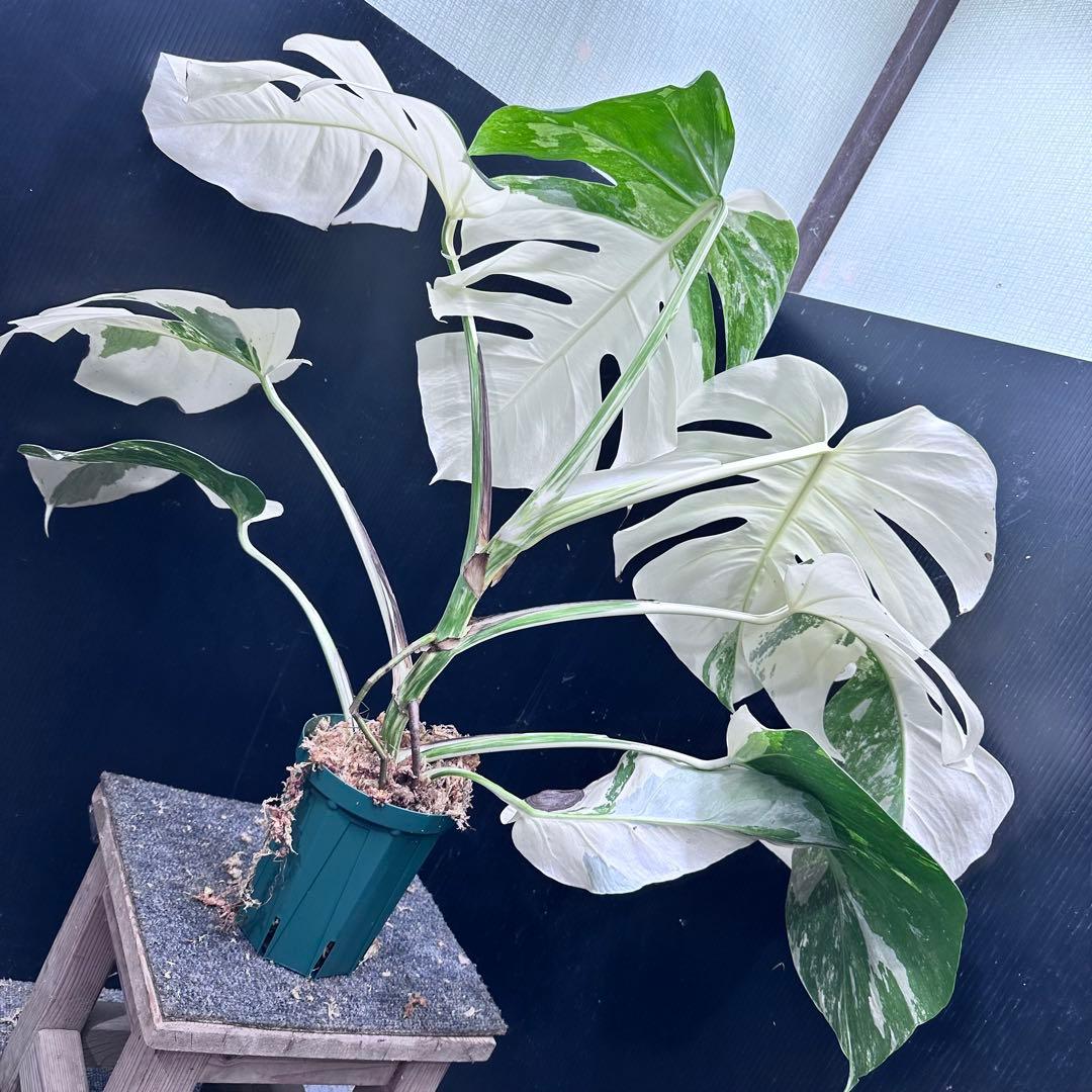 M*I様 斑入りモンステラ ホワイトタイガー極美大株58cm白斑多