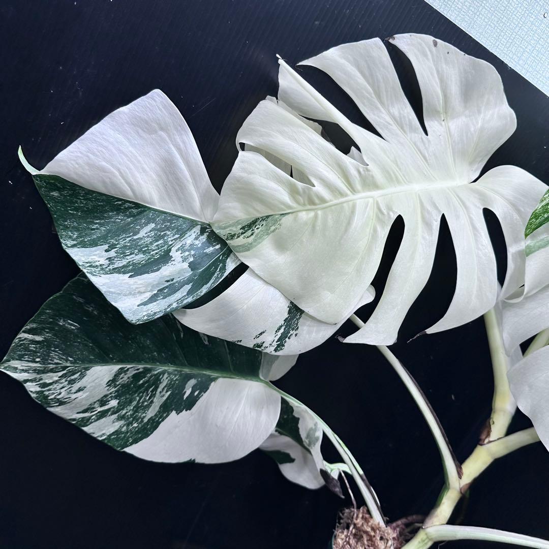 M*I様 斑入りモンステラ ホワイトタイガー極美大株58cm白斑多
