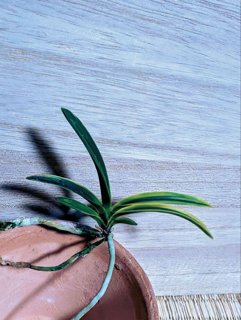 富貴蘭　カラス黒牡丹縞（関東で人気の希少黒牡丹）