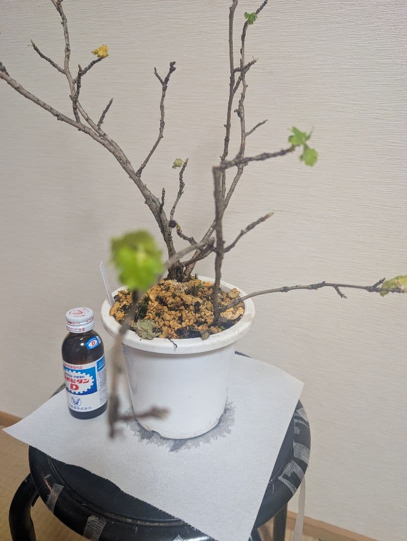 ヤシャビシャク大株