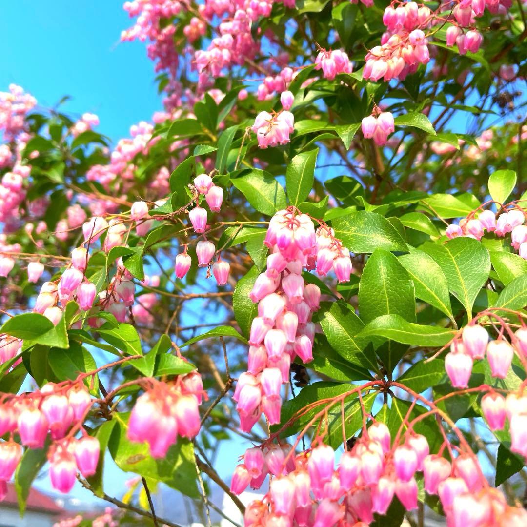 馬酔木、赤花アセビ『庭木用』『樹高約250㌢』 綺麗な樹形。近畿地方のみ配達可能