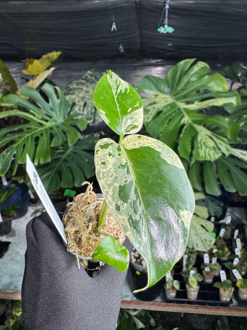 4モンステラ　デリシオーサ　ベトシオーサ　2寸ポリポット　ネコポス発送