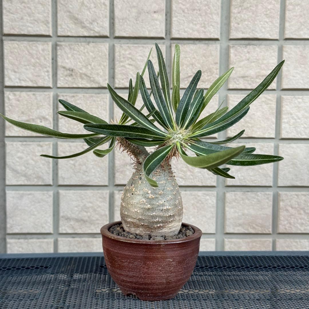 パキポディウム・グラキリス　現地株　小型　良型