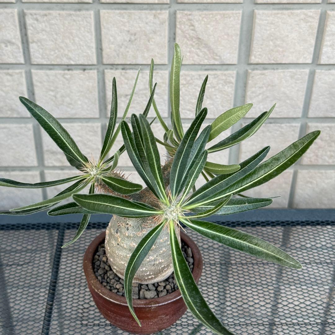 パキポディウム・グラキリス　現地株　小型　良型