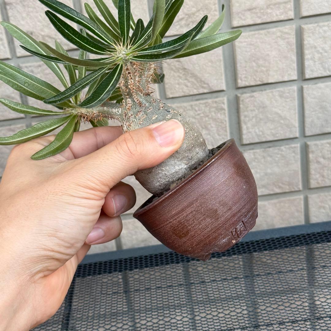 パキポディウム・グラキリス　現地株　小型　良型