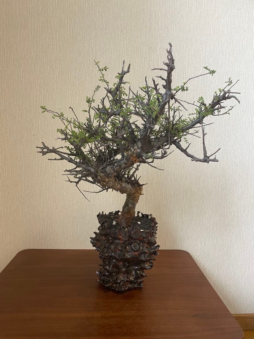 大株　コミフォラ　ピンネイトリーブス　平井秀