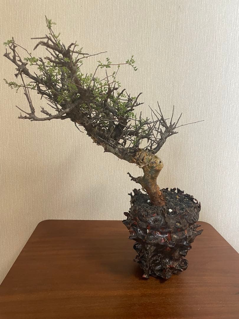 大株　コミフォラ　ピンネイトリーブス　平井秀