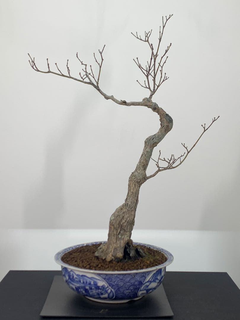 古木感溢れる石付山もみじ　文人　洞　樹高約60cm（検索/盆栽　野梅　楓）
