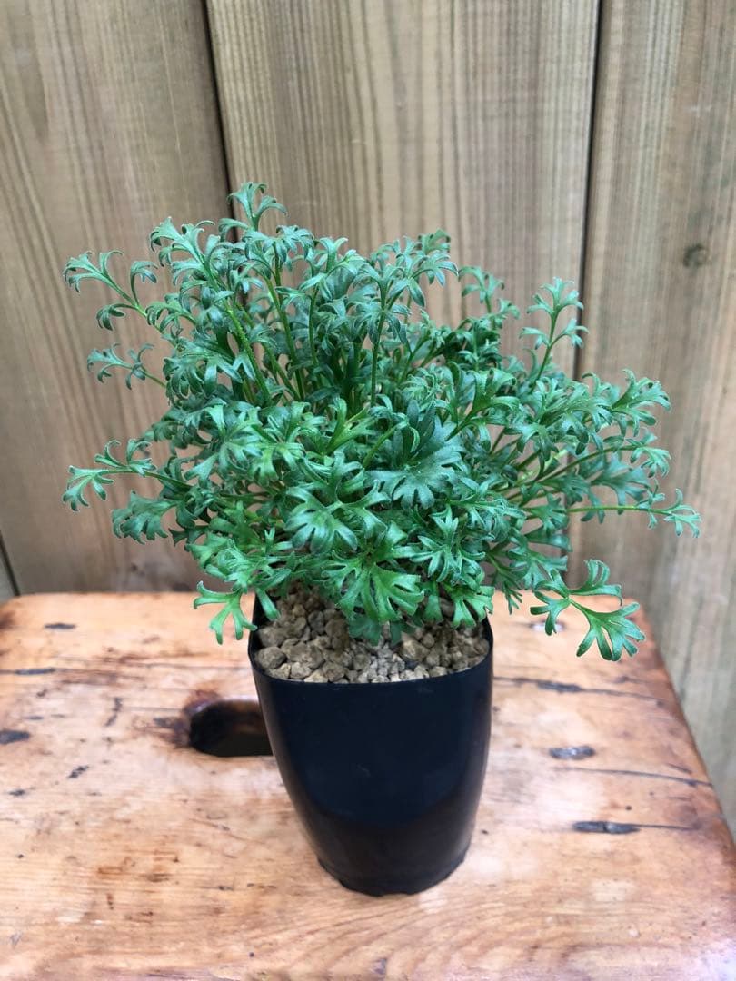 ペラルゴニウム・ヒストリクス