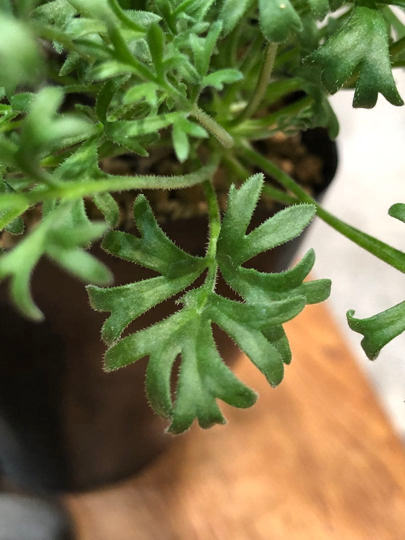 ペラルゴニウム・ヒストリクス