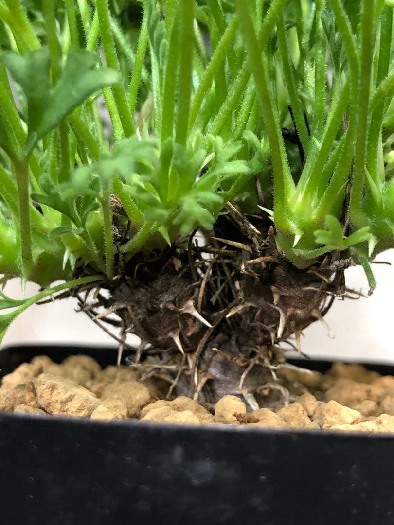 ペラルゴニウム・ヒストリクス