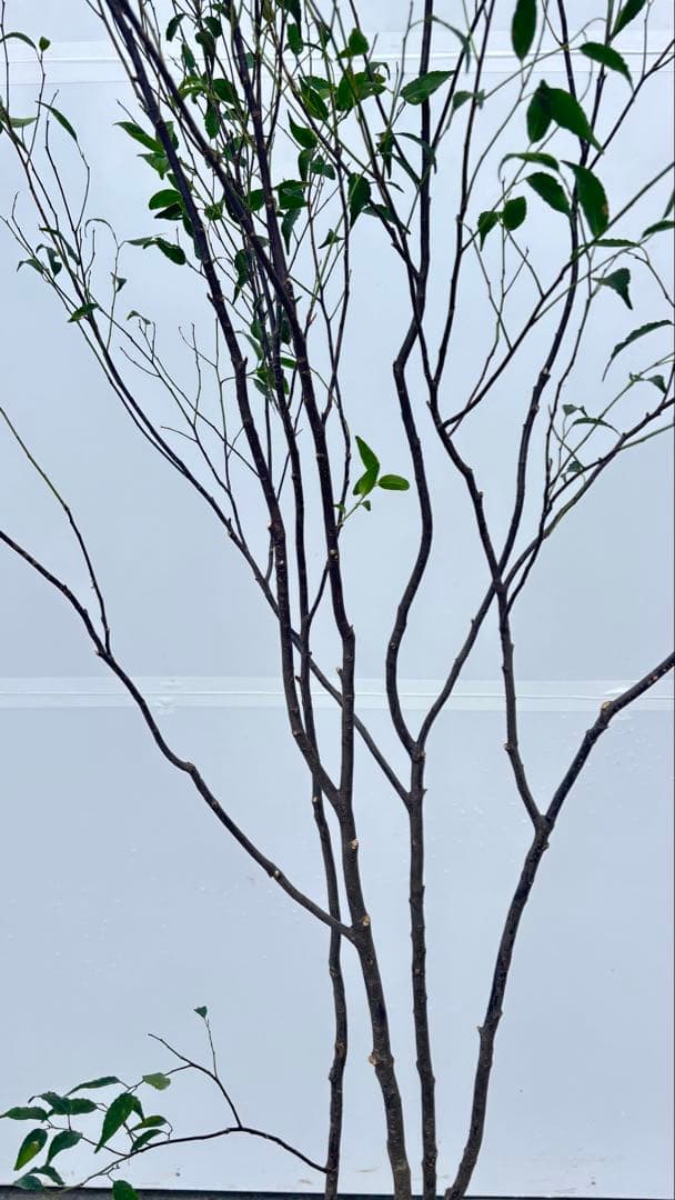 ricca 樹形が魅力的 山採り ハイノキ 株立 717 樹高1.8m位