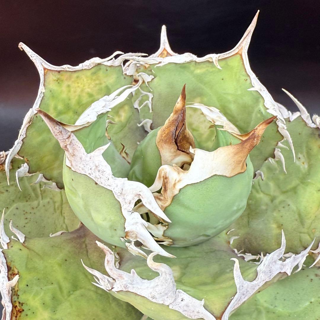 アガベ　チタノタ　ホワイトホーク　親株②