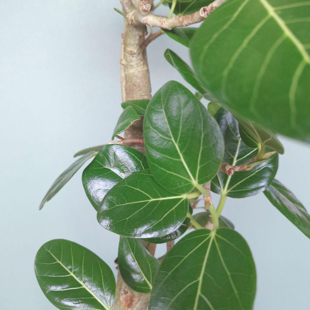 《 現品 》人気!根上り ベンガレンシス 太幹 おしゃれな贈り物７号