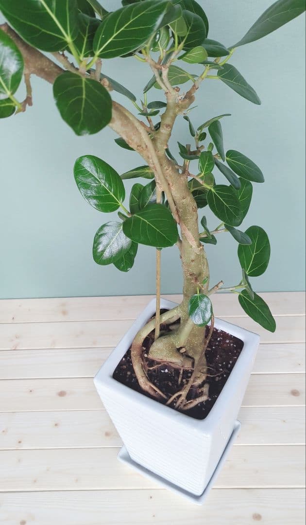 《 現品 》人気!根上り ベンガレンシス 太幹 おしゃれな贈り物７号